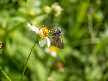 Close-up of butterfly pollinating on flower