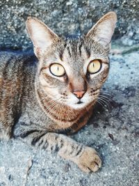 Close-up portrait of tabby cat