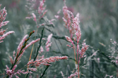 Close-up of plants during winter