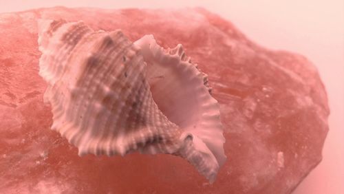 Close-up of seashells on table