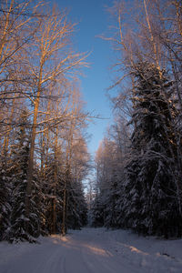 Road passing through trees