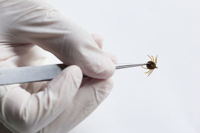 Close-up of insect on hand