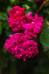 Close-up of flowers blooming outdoors