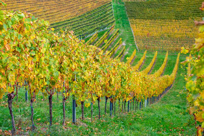 View of vineyard