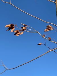 Low angle view of plant against clear blue sky