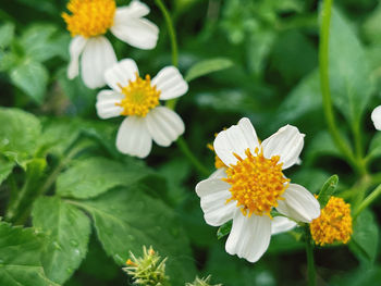 Close-up of white flowering plants