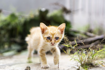 Portrait of kitten