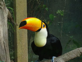 Close-up of bird perching on a tree