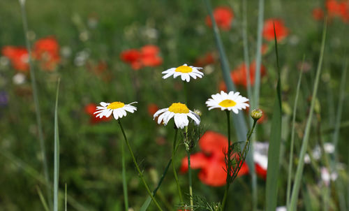 Close-up of flowers blooming in field