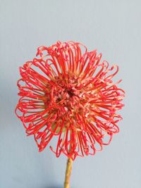 Close-up of red flower against white background