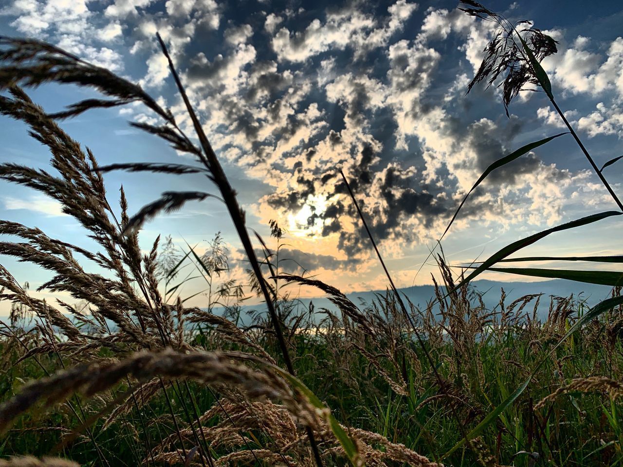 CLOSE-UP OF STALKS AGAINST CLOUDY SKY