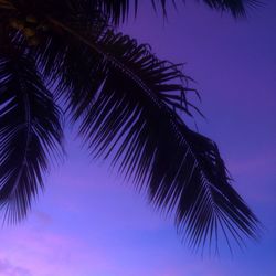 Low angle view of palm tree against blue sky