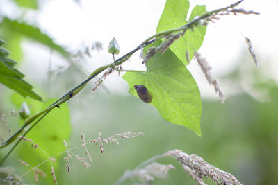 Close-up of insect on plant