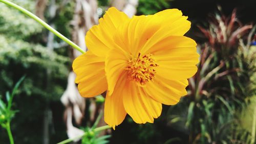 Close-up of yellow flower