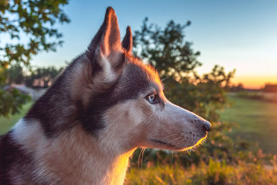 Close-up of dog looking away on field against sky