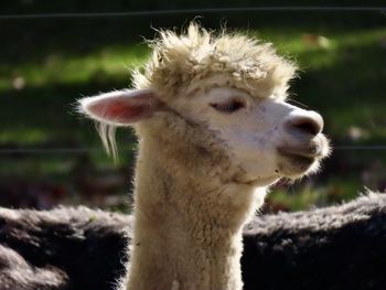 Closeup of a llama