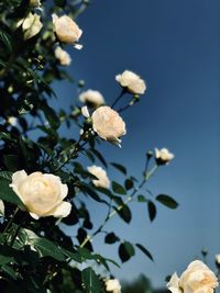 Low angle view of white flowering plant against sky