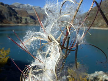 Close-up of dry plant in sea