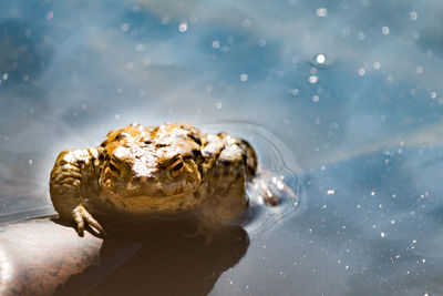 Close-up of frog swimming in lake