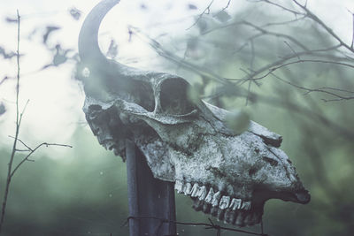 Close-up of animal skull