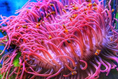 Close-up of coral in sea