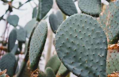 Close-up of plant