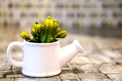 Close-up of yellow flower on table