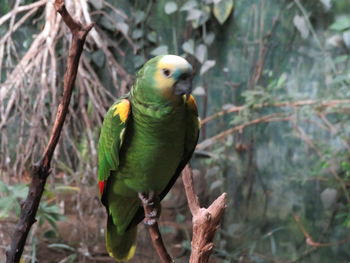 Close-up of parrot perching on tree