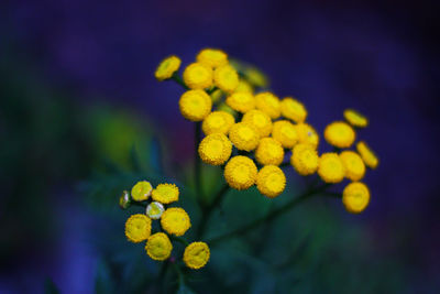 Close-up of yellow flower