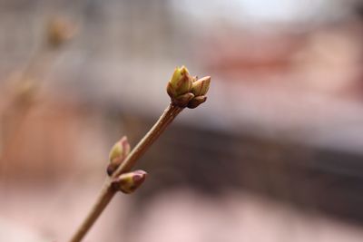 Close-up of flowering plant