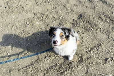 An australian shepherd dog with colored eyes and nose sits on gravel with its mouth closed.