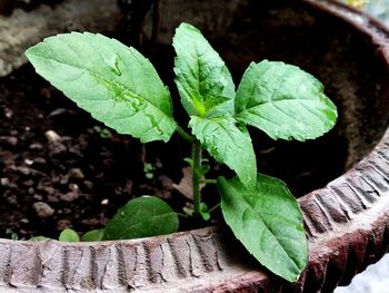 High angle view of potted plant leaves