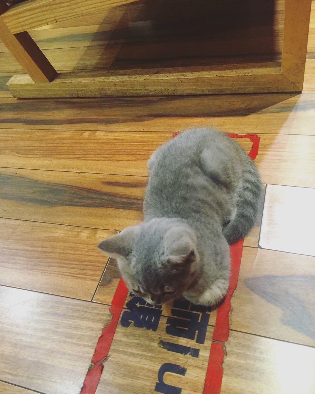 HIGH ANGLE VIEW OF DOG ON WOODEN TABLE