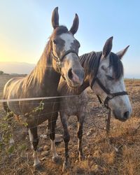 Horses standing in ranch against sky