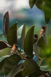 A trio of scaly-breasted munia perched on a plant