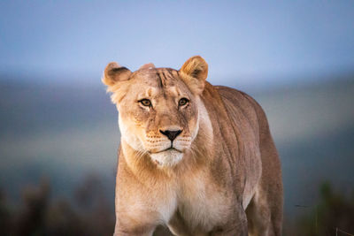 Female lion in south africa walking through savanna and observing the environment