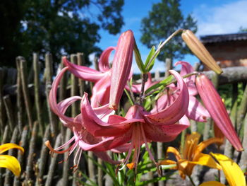 Close-up of pink flowering plants in park