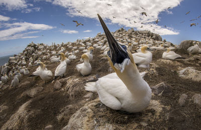 Gannets on hill against sky