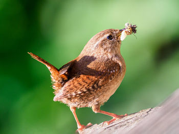 Close-up of bird perching on wood