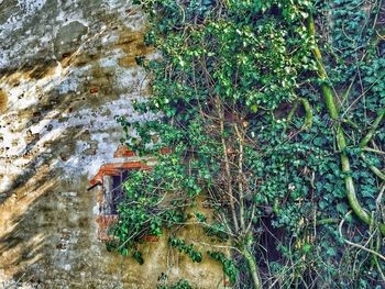 Plants growing on tree trunk