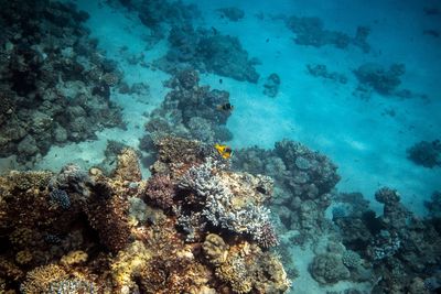 View of coral in sea