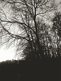 Bare trees against sky