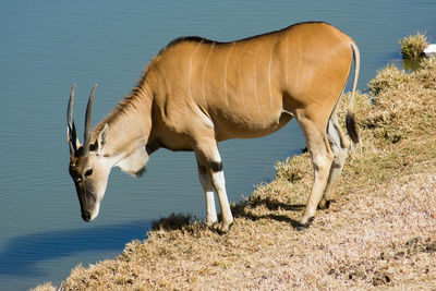 Side view of a horse grazing on field