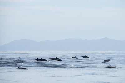 A group of common dolphins jumping near espíritu santo island.