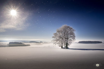 Trees on snow covered land against sky at night