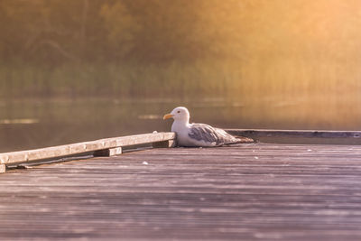 Seagull perching on wooden pier