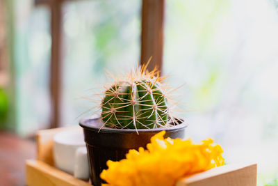 Close-up of cactus flower pot