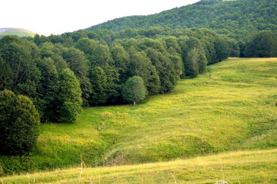 Scenic view of trees growing on field