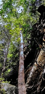 Low angle view of trees in forest