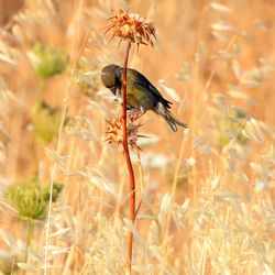 Close-up of bird perching on plant